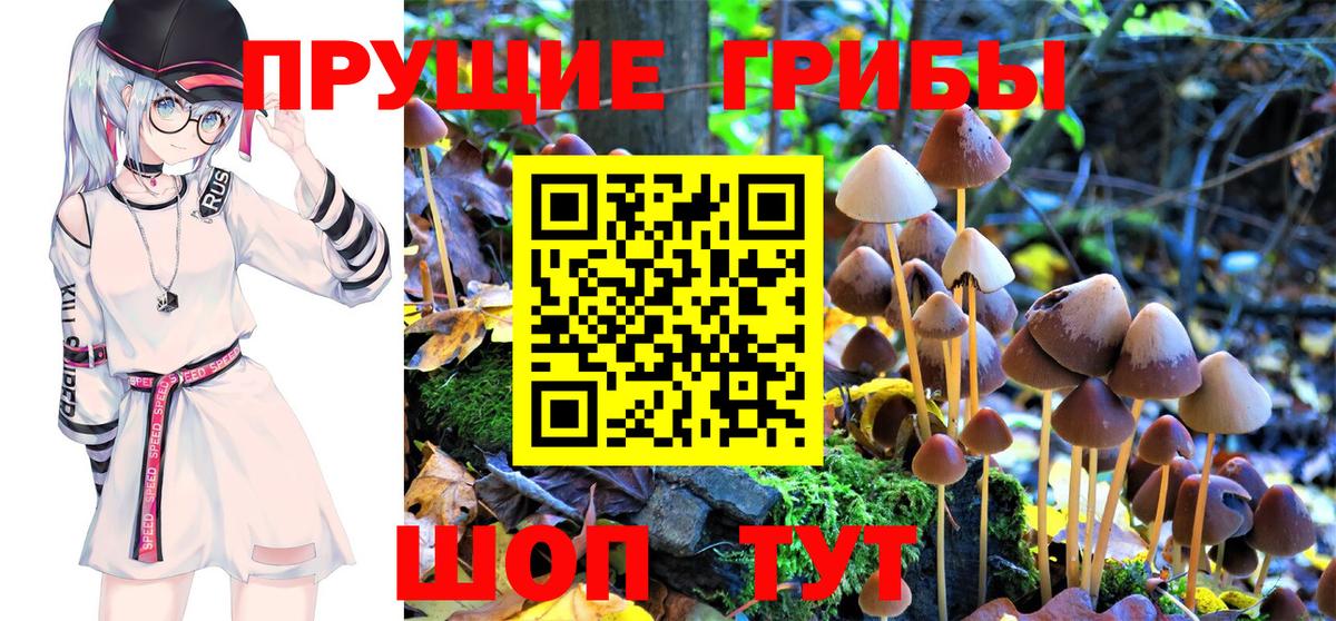 Галлюциногенные грибы Psilocybine cubensis Кимры